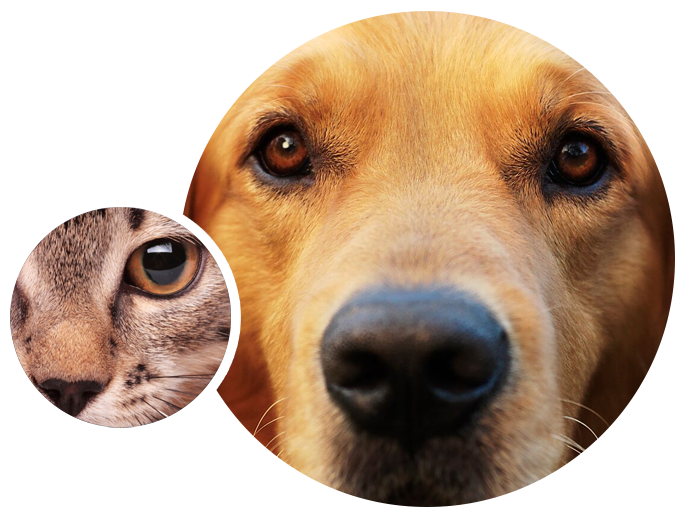 Animal Eye Care | Veterinary Specialty Care